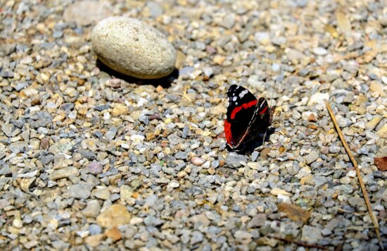 gravel, stone, nature, insect, butterfly, texture, beach