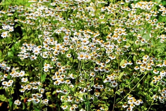 flora, flower, summer, nature, herb, plant, chamomile, meadow
