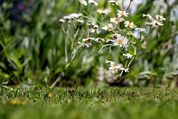 พืช ดอกคาโมไมล์ ฟิลด์ ใบ ฤดูร้อน ดอกไม้ ธรรมชาติ หญ้า สวน