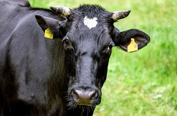 селското стопанство, животни, трева, добитък, едър рогат добитък, крава, ферма