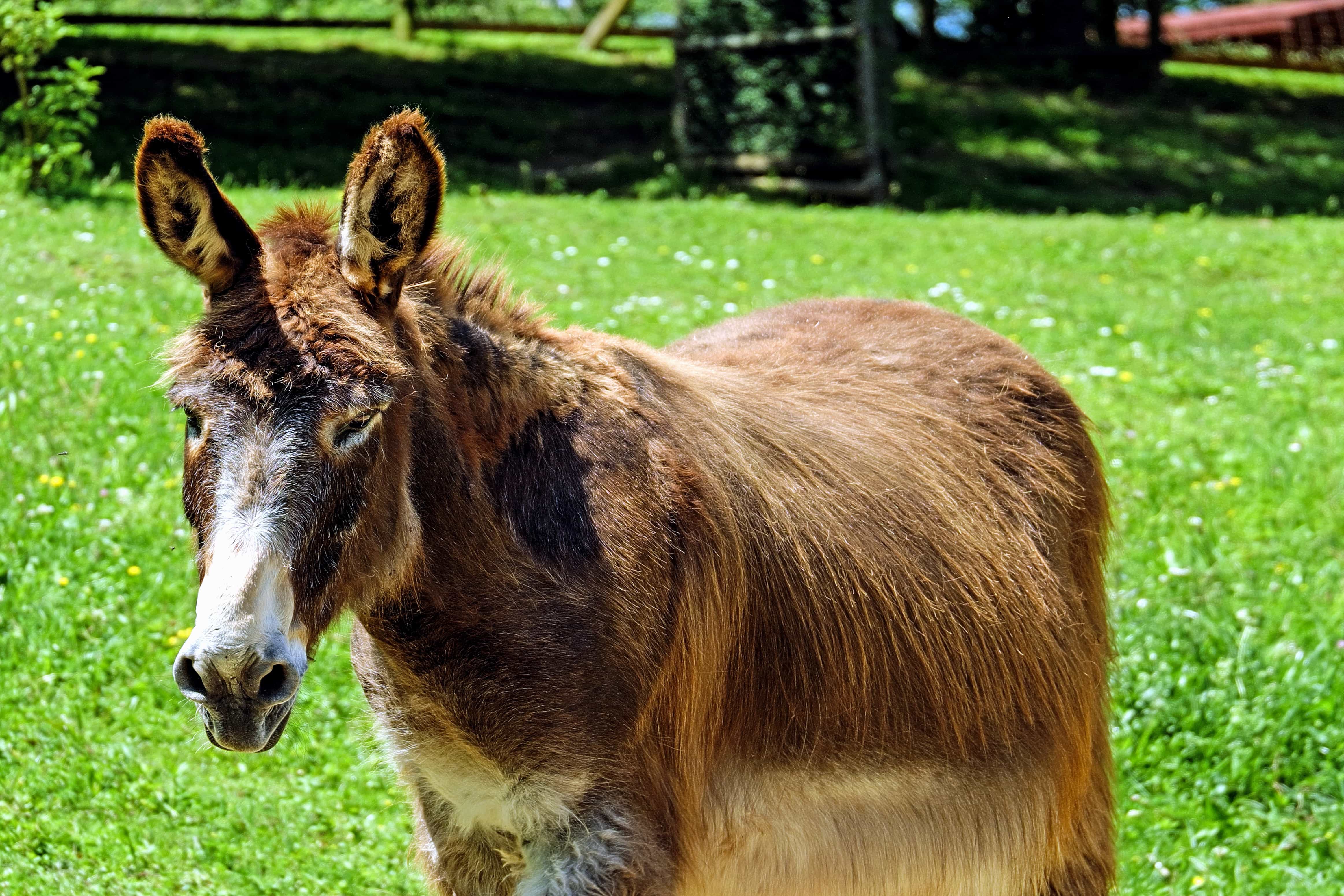 Free picture: grass, farm, nature, animal, donkey, brown