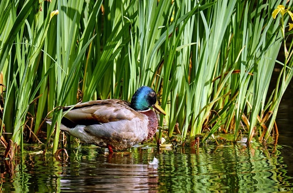птица, природа, зеленоглава патица, трева, патица, езерото, вода, водоплаващи, езерце, дивата природа