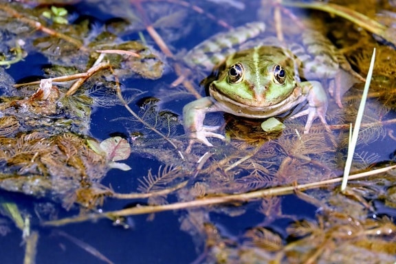 青蛙, 自然, 水, 动物, 水, 沼泽, 叶子