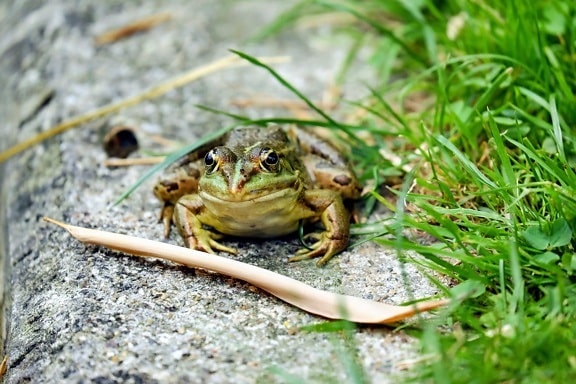 frog, nature, ground, grass, animal, outdoor