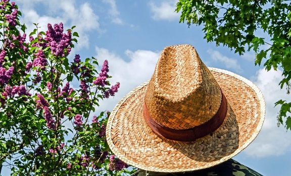 zomer, natuur, hoed, sombrero, boom, buiten