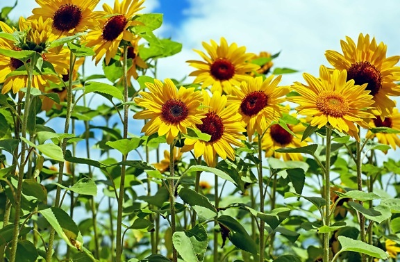 pola, natura, ogród, lato, liść, kwiat, flora, sunflower