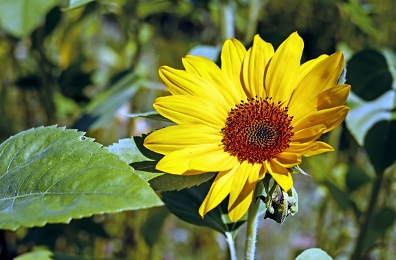 Natur, Sonnenblume, Sommer, Blatt, Garten, Flora, Pflanze
