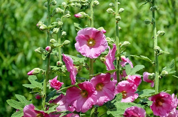 Wildflower, leaf, flora, trädgård, sommar, natur, växt, rosa