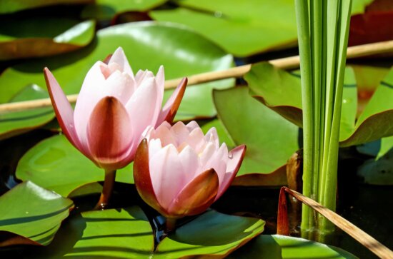 Kostenlose Bild Blatt Wasserpflanzen Pflanzen Wasser Lotus