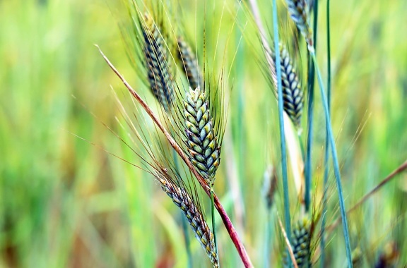 nature, cereal, summer, field, agriculture, farm, plant, seed