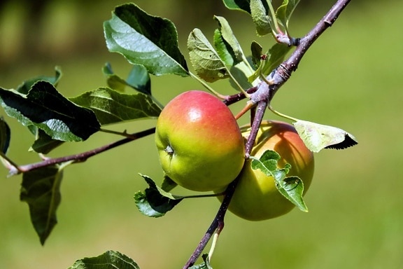 οπωρώνα, μήλο, φρούτα, φύση, δέντρο, φύλλο, φαγητό