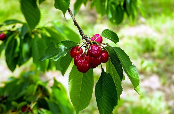 nature, orchard, garden, leaf, food, summer, fruit, cherry tree