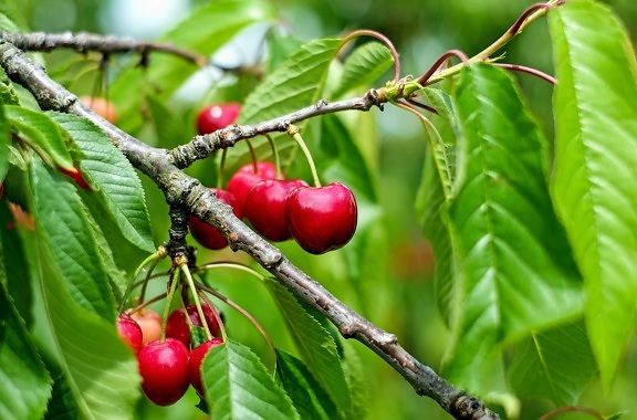 food, leaf, fruit, tree, orchard, flora, nature, branch, cherry tree