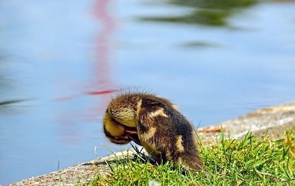 duck, water, grass, animal, nature, duckling, outdoor, lake