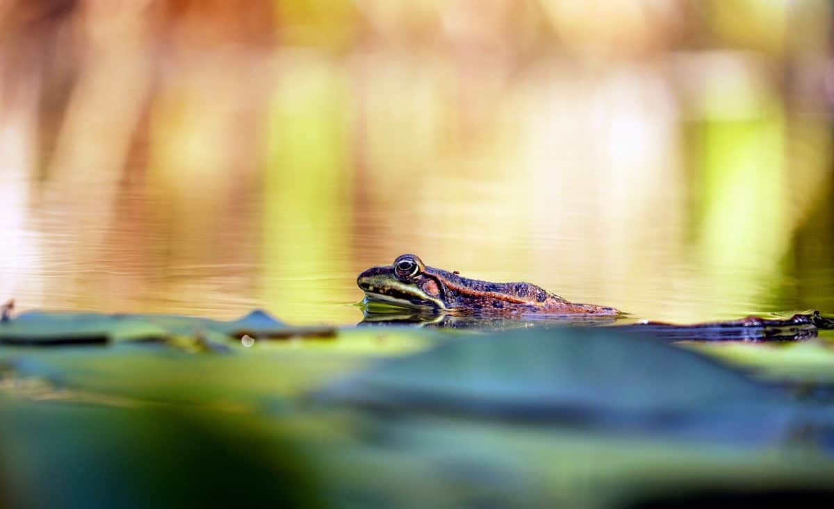 дивата природа, водата, животните, природата, жаба