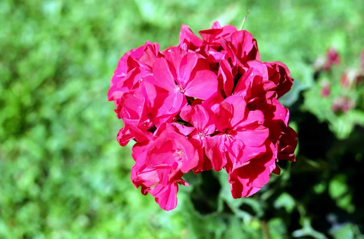 Літній Червона квітка листя, флора, природа, сад, Пелюстка