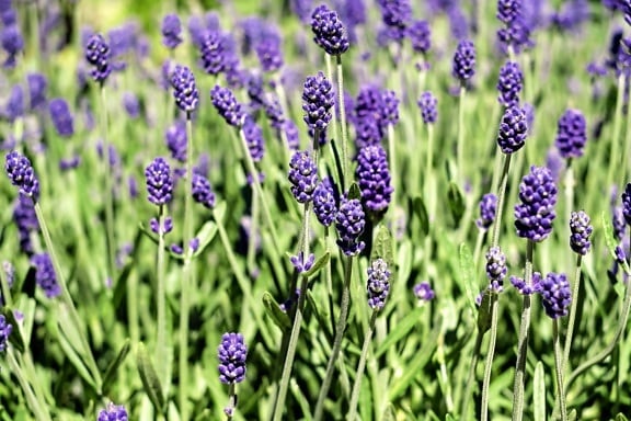 lavender, wild hyacinth, flower, nature, meadow, flora, field, plant, garden