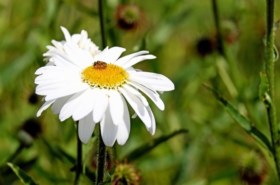 Flora, mùa hè, tự nhiên, lá, Sân vườn, Hoa, ong, côn trùng, phấn hoa, thực vật