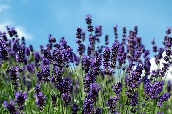 Flora, Parfüm, Feld, Natur, Lavendel, Blumen, blauer Himmel