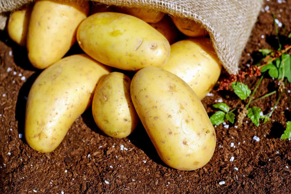 vegetable, food, nutrition, potato, nutrition, soil, vegetables, organic, plant, bag