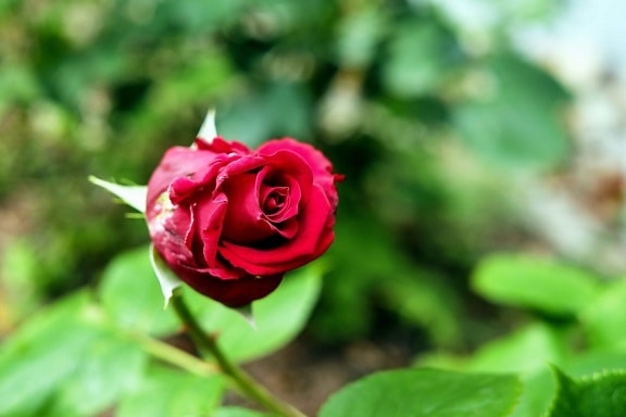 kert rózsa szirom, flower bud, természet, szép, levél, flora, nyári, piros virág