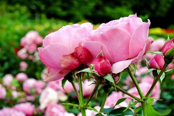 naturaleza, flora, verano, jardín, planta de hoja, color de rosa, flor,