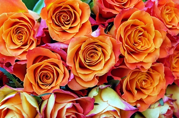 kelopak, rose, bunga, pengaturan, bouquet, detail, bunga merah, daun bunga