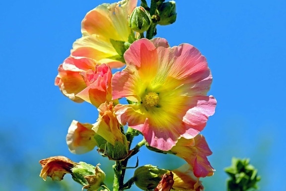 summer, blue sky, flora, flower, nectar, pistil, nature, plant, petal, blossom