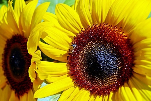 flora, summer, sunflower, beautiful, flower, pollen, nature