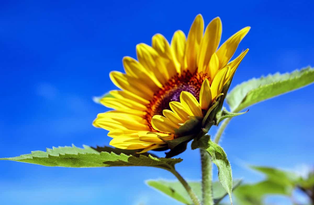 musim panas, daun, flora, sifat, bunga, bunga matahari, kelopak bunga, tanaman