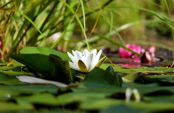 flora, leaf, lotus, flower, nature, garden, lily, aquatic