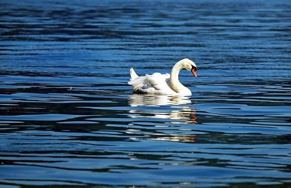 voda, príroda, jazero, vták, swan, voľne žijúcich živočíchov, zobák, perie