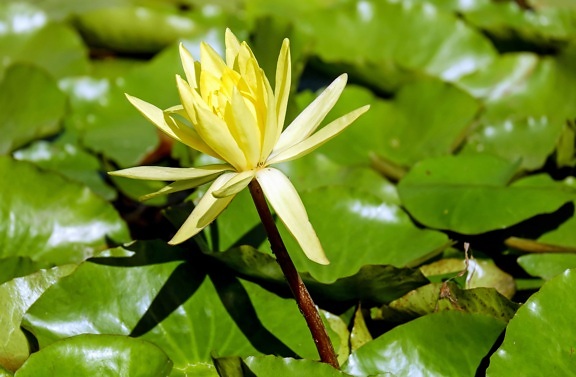Daun lotus, sifat, bunga, flora, lotus, tanaman akuatik, mekar