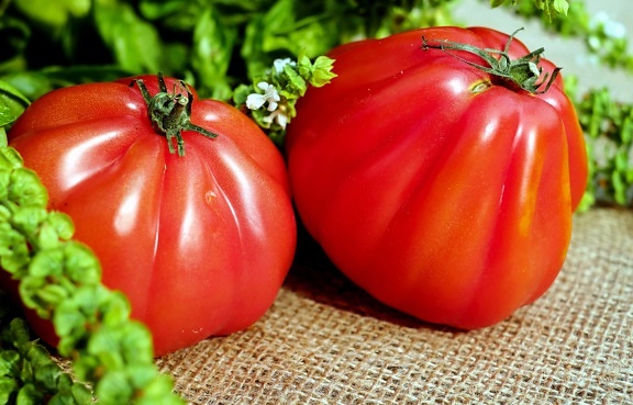 żywności, żywienia i pomidor, warzywo wegetariańska