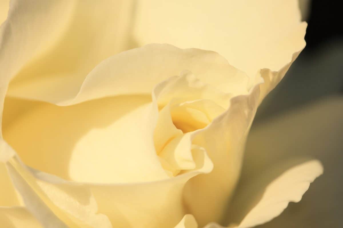 โรส ดอกไม้ ดอกไม้สีขาว พืช กลีบดอก แม เกสร รีสอร์ท