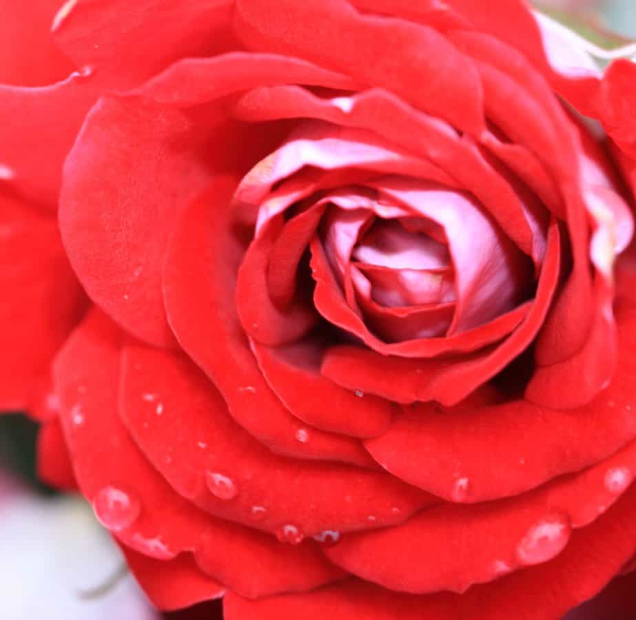 priroda, ljubav, ruža, latica, Rosa, cvijet, biljka, cvijet