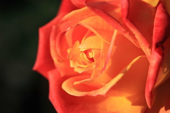 rosa rossa, fiore, natura, petalo, pianta, fiore, fiore, giardino