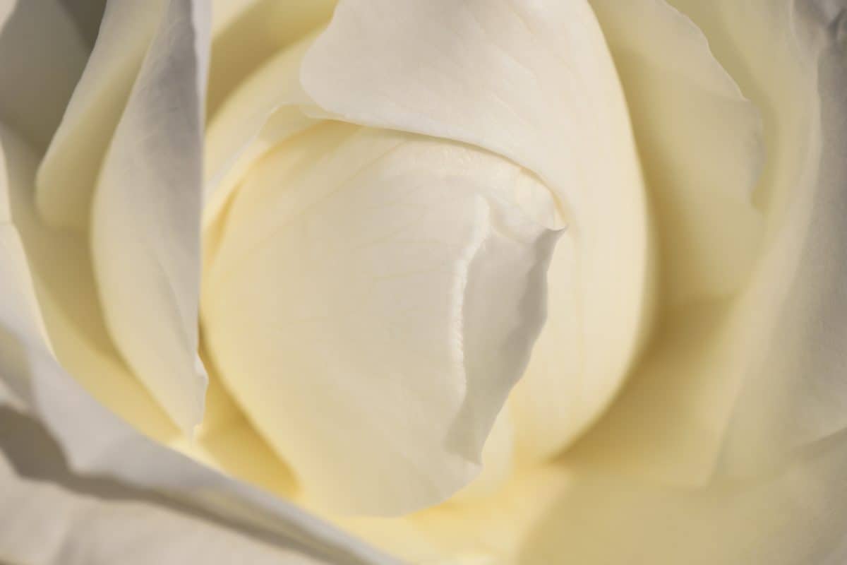 Роза., белый цветок, травы, макро, растение