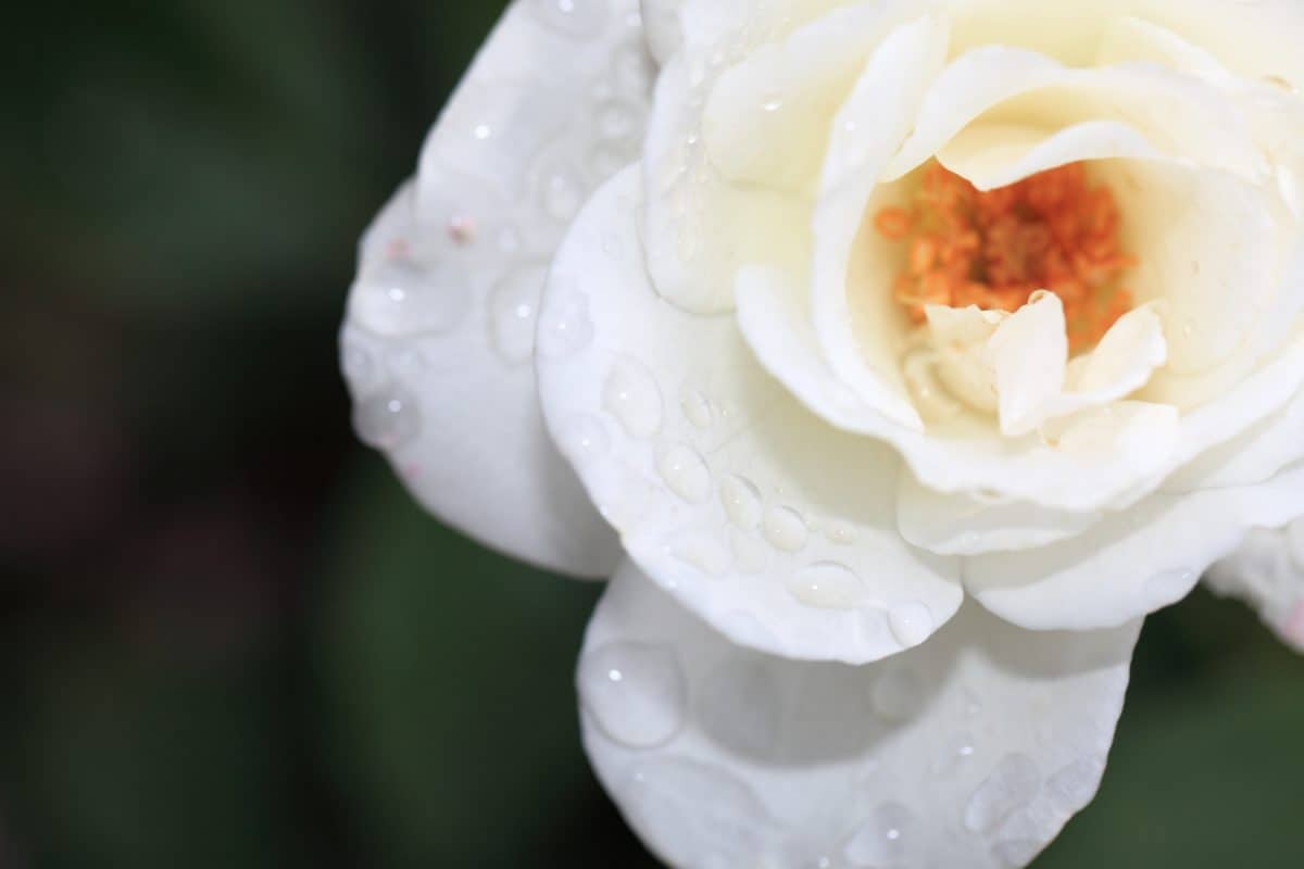 Rose, hvit blomst, dugg, regn, natur, flora