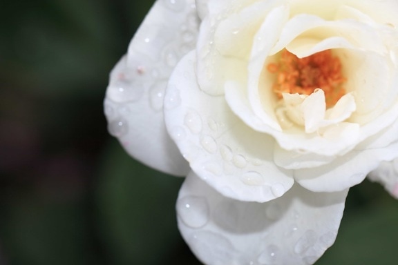 rose, white flower, dew, rain, nature, flora
