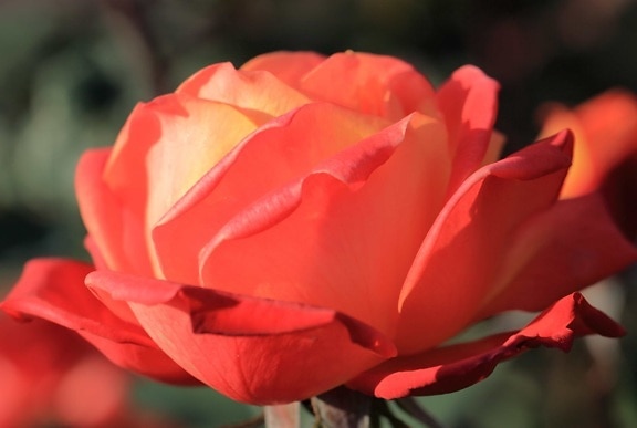 rosa rossa, natura, foglia, fiore, macro, giardino, petalo, pianta