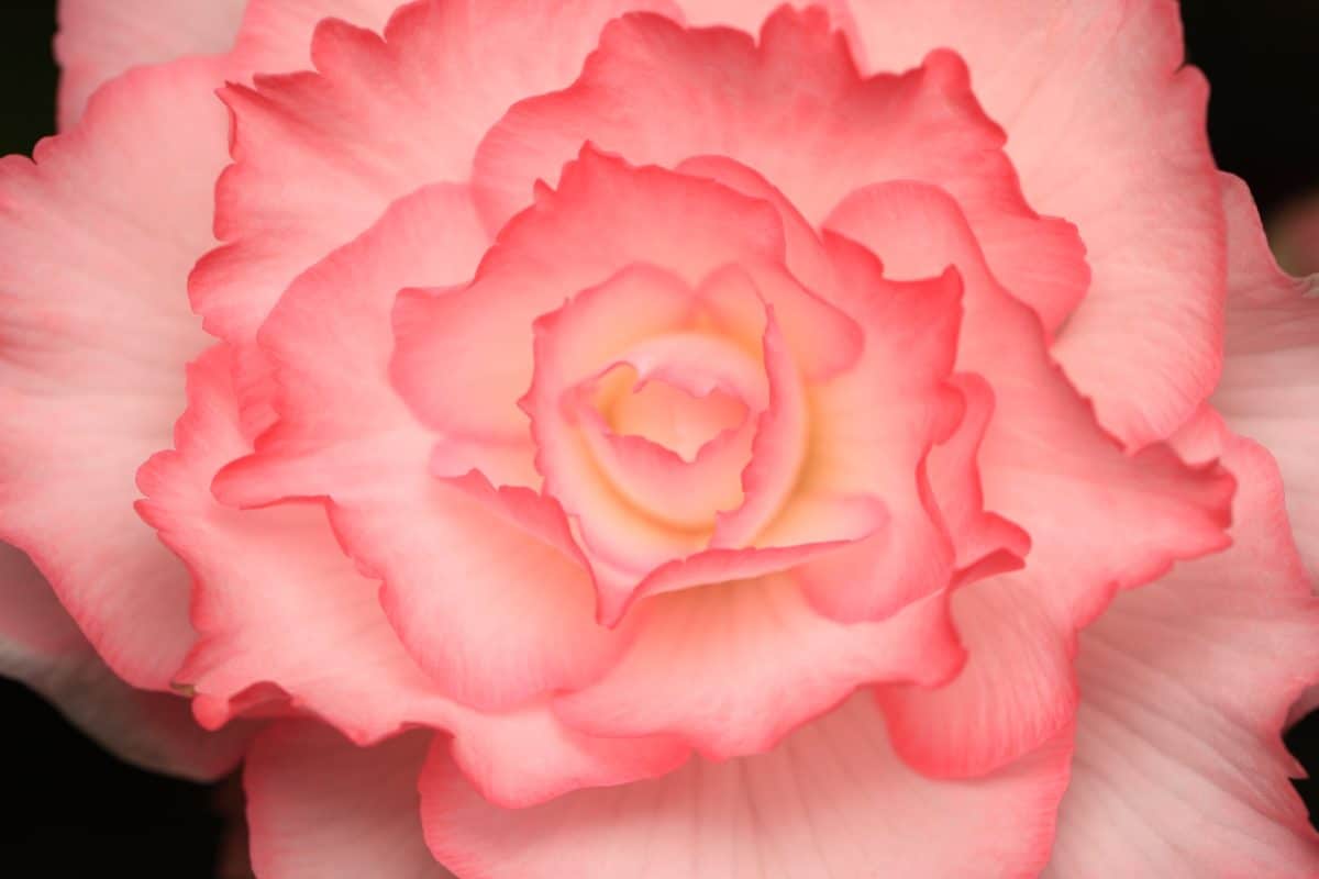 Rose blomst petal, rosa, makro, pollen, nektar, kronblad