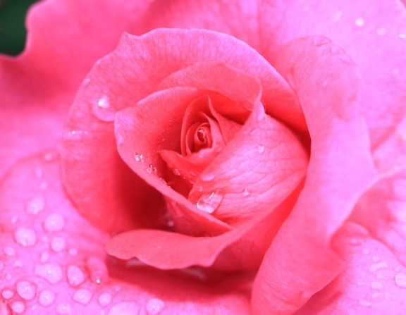 Flora, okvetné lístok, rose, pastel, príroda, rosy, kvet