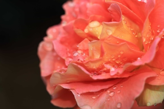 น้ำค้าง โรส ธรรมชาติ ดอกไม้ กลีบดอก สีชมพู พืช แมโคร