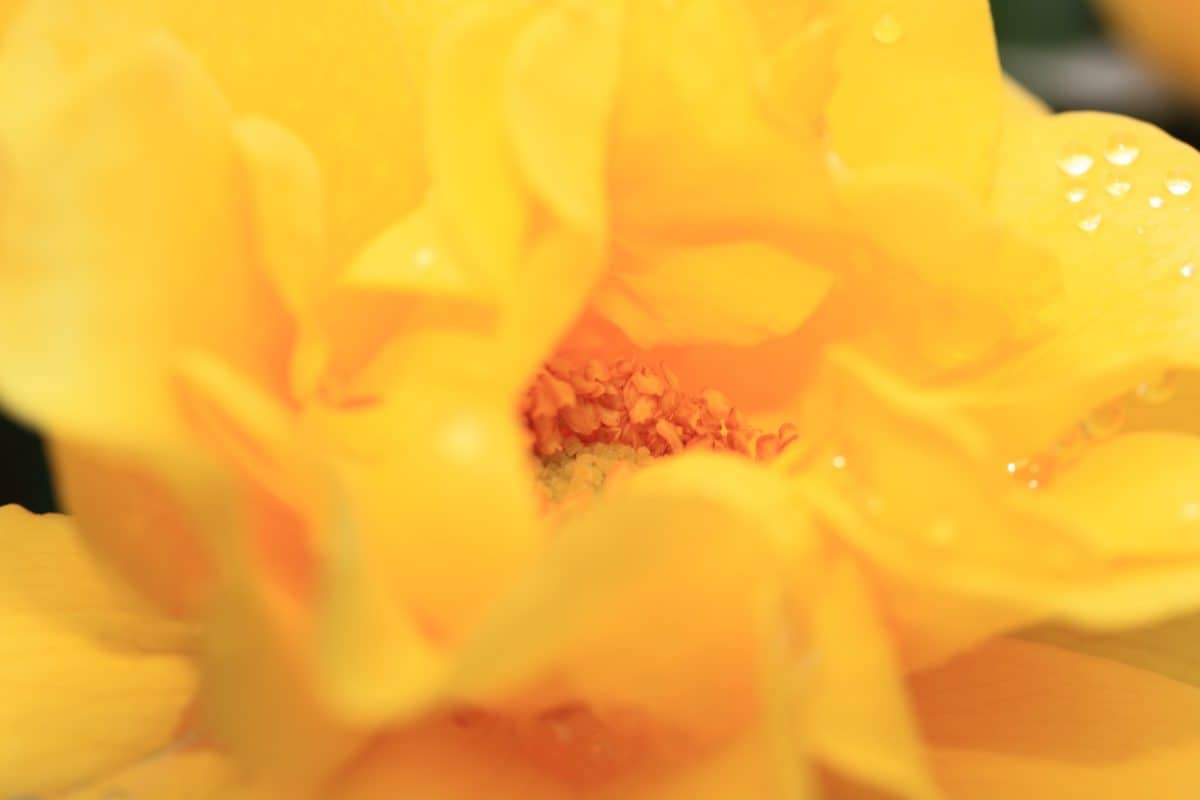 nature, yellow flower, rose, dew, summer, plant