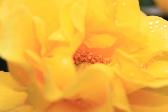 ธรรมชาติ ดอกไม้สีเหลือง ดอกกุหลาบ น้ำค้าง ฤดูร้อน โรงงาน