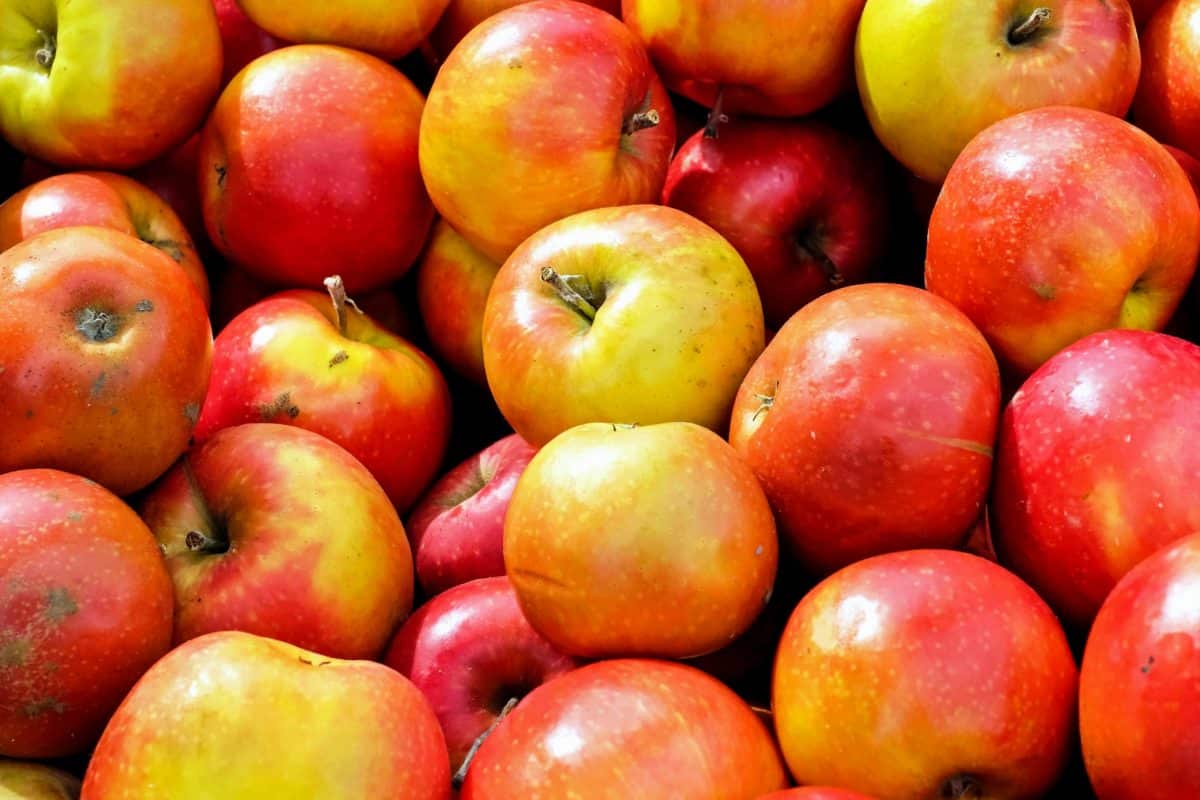 rødt æble, mad, kost, lækre, farverige, ernæring, frugt