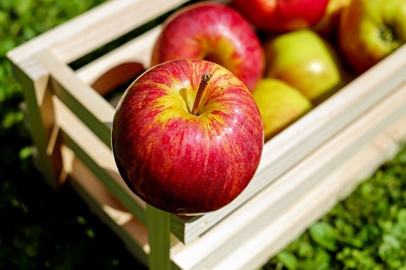 fruit, apple, delicious, diet, apples, vitamin, nutrition
