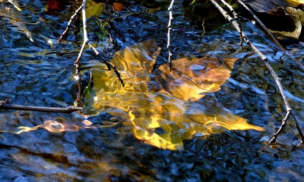 reflexión, arroyo, naturaleza, agua, hoja, río, árbol, lago