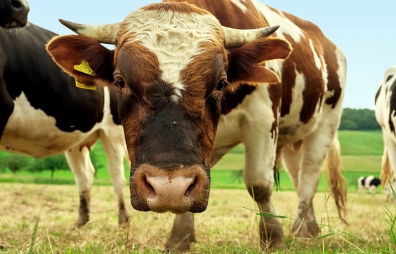 Корова, трава, скота, сельскохозяйственных угодий, скот, фермы, сельское хозяйство